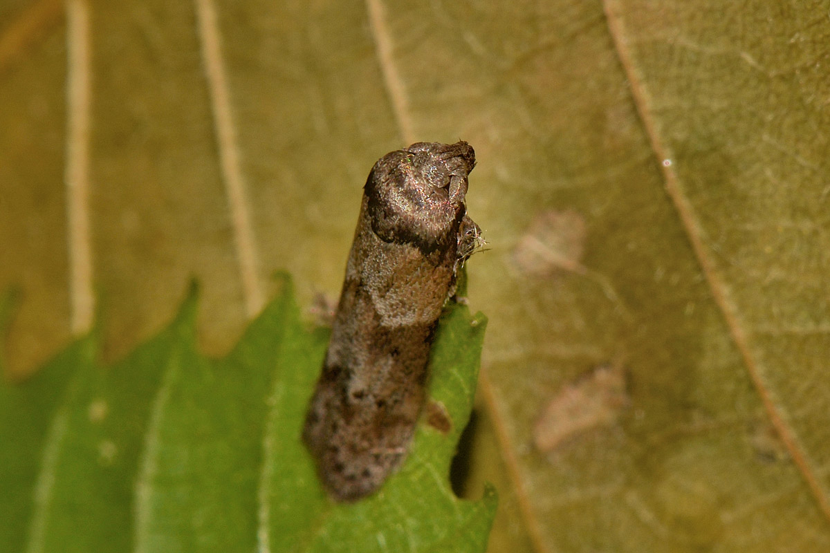 Blastobasis sp? Si, Blastobasis glandulella